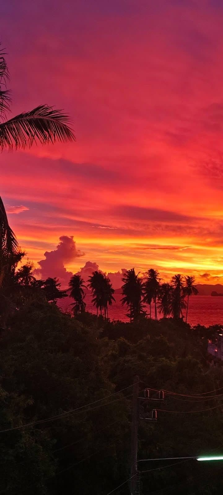 Coconut palms in silhouette against a pink and orange sunset sky