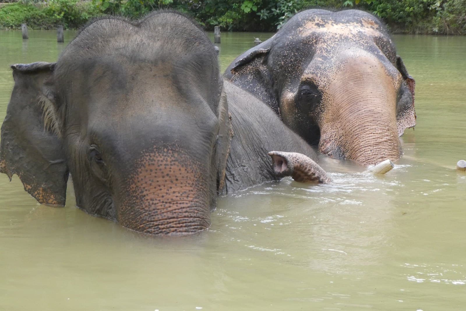 Two elephants bathing themselves in the river