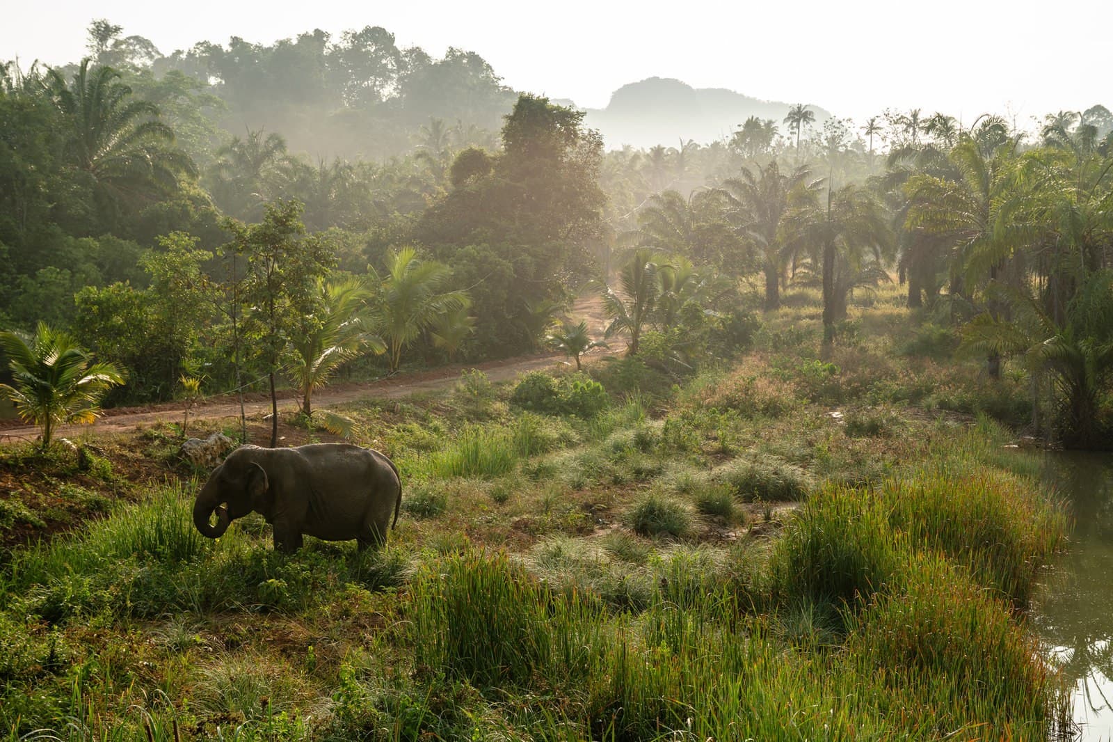 An elephant in the valley at first light