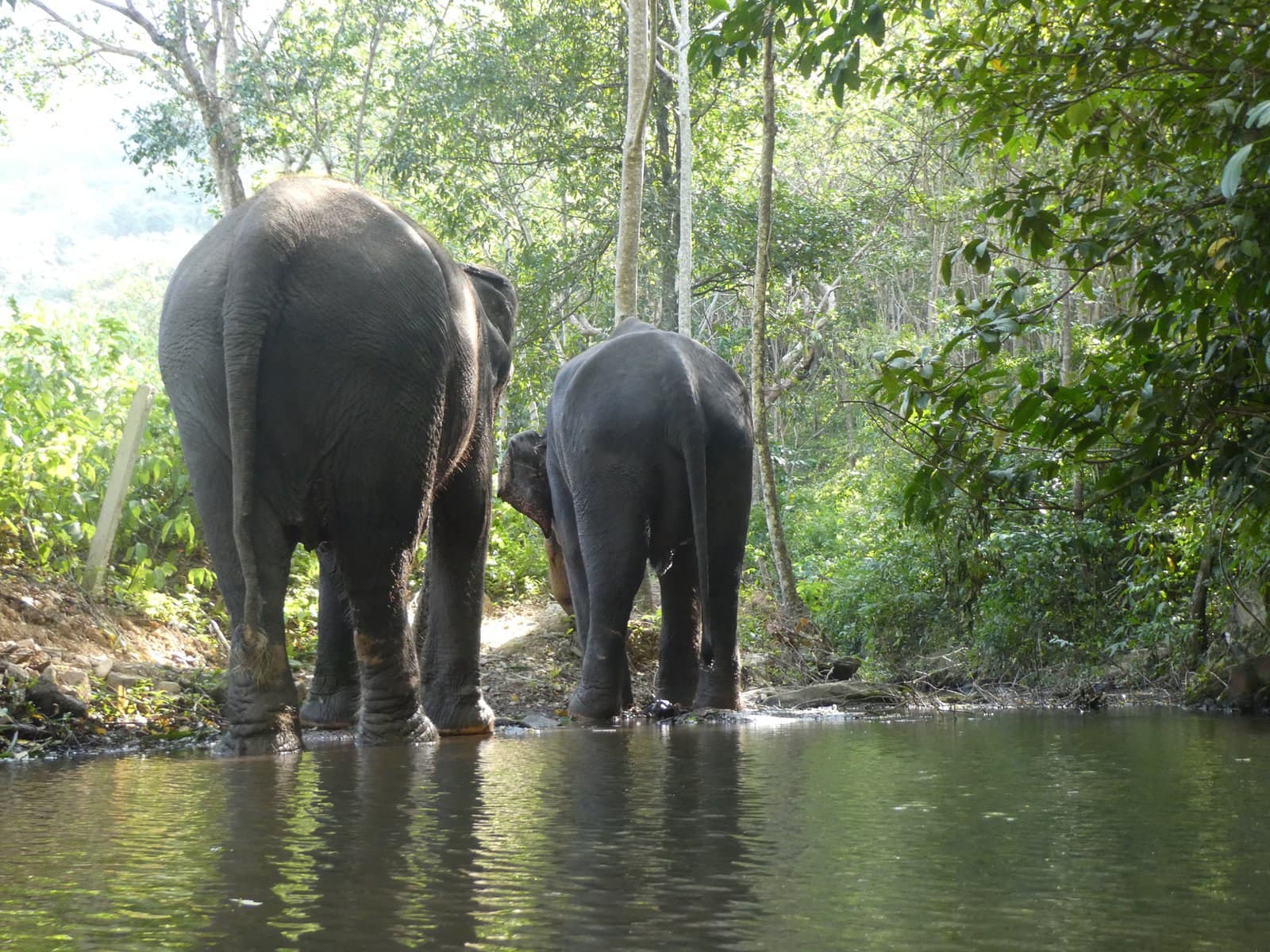 Mother and calf at the water