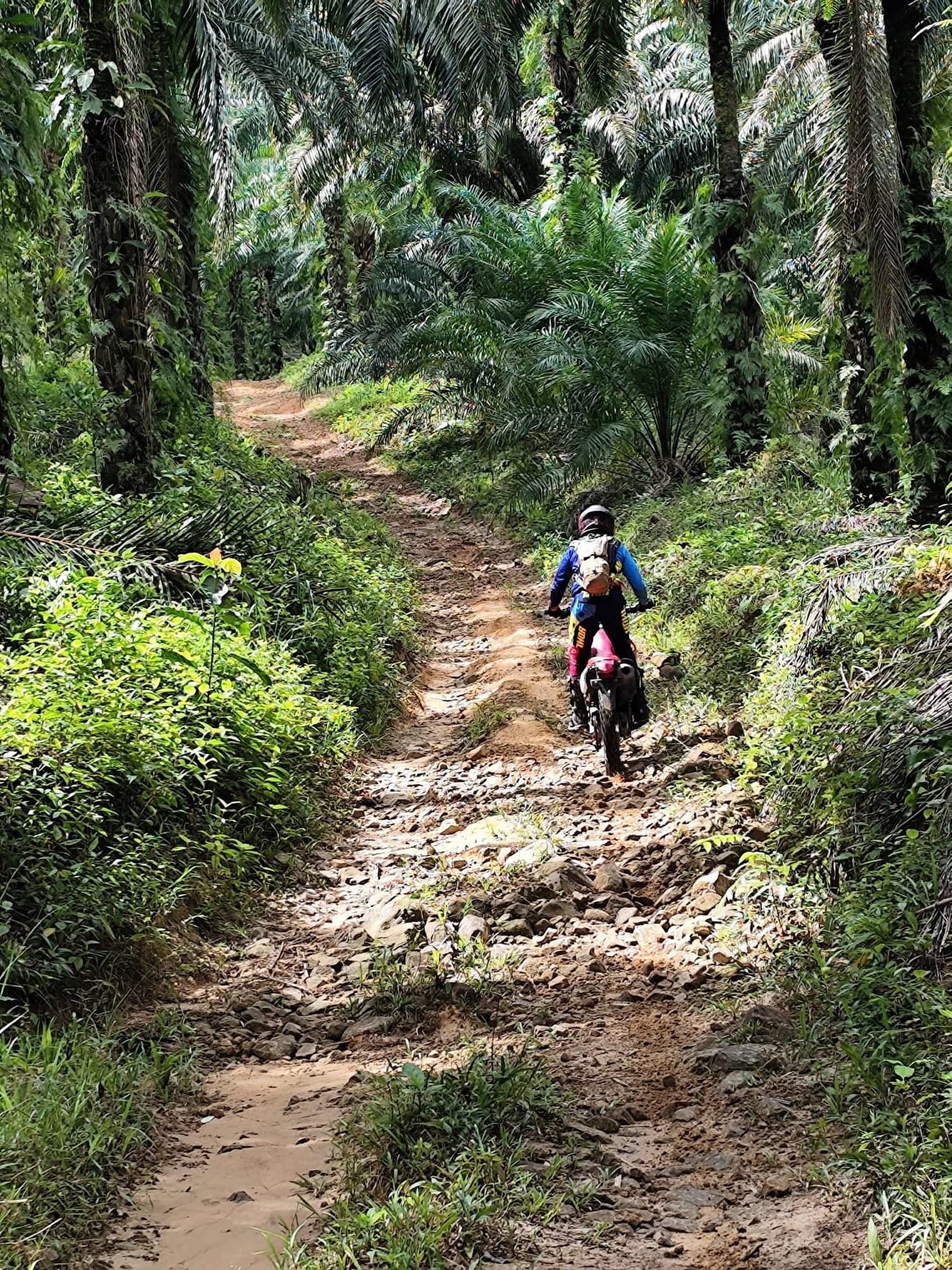 Riding a rocky track through the oil-palm plantations