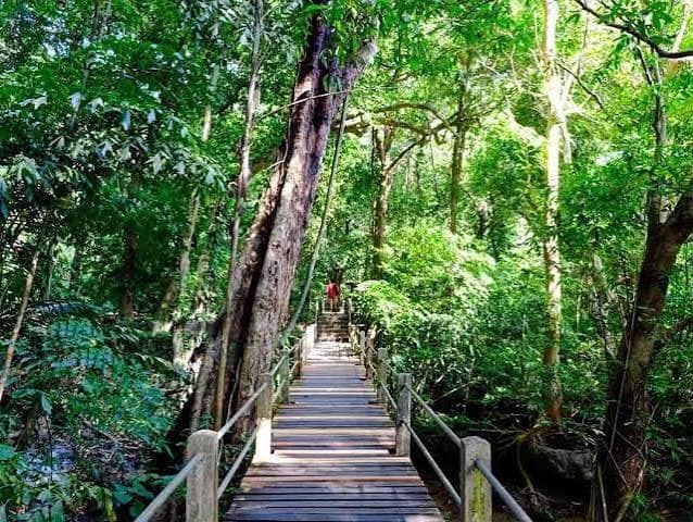 The forest boardwalk through Than Bok Khorani National Park